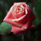 Rose 2013